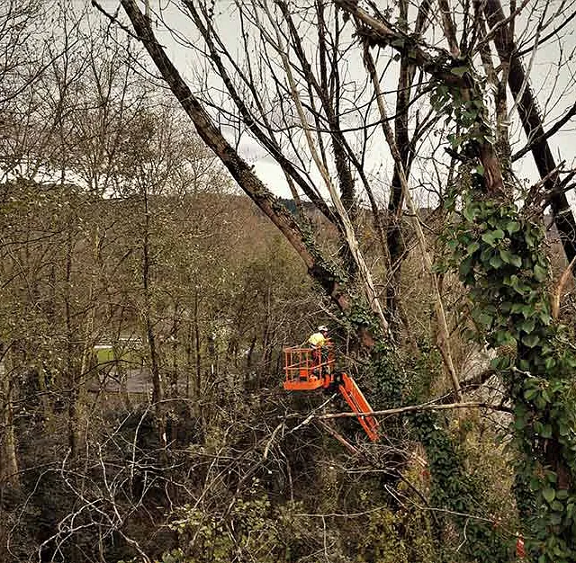 Notrepa Arboricultura persona podando árbol
