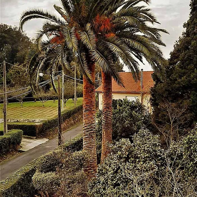 Notrepa Arboricultura palmeras