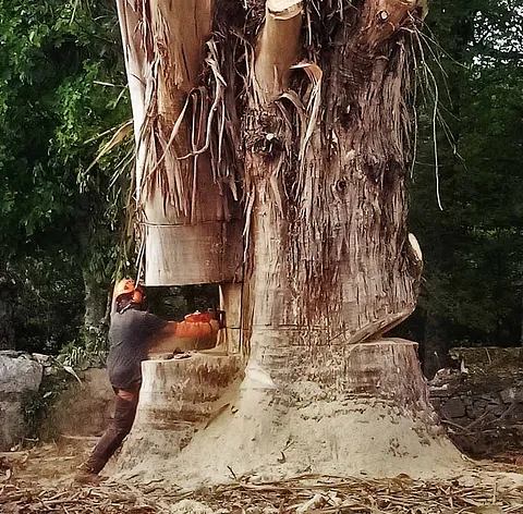 Notrepa Arboricultura tala