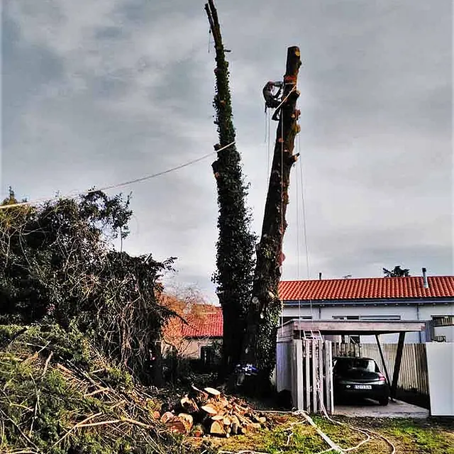 Notrepa Arboricultura árbol podado
