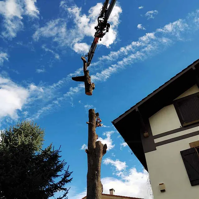 Notrepa Arboricultura árbol siendo talado