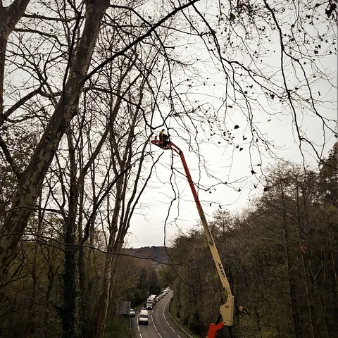 Notrepa Arboricultura poda en altura