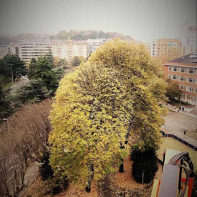 Notrepa Arboricultura árbol